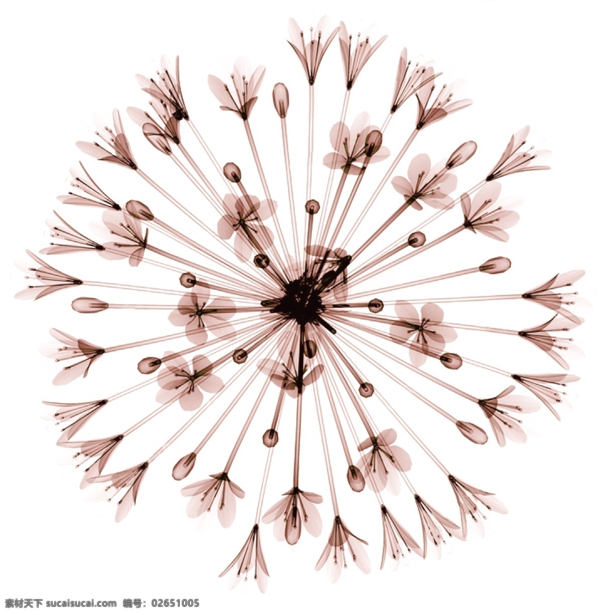 免抠图 透明花 透明底 x光下花卉 矢量图 设计素材