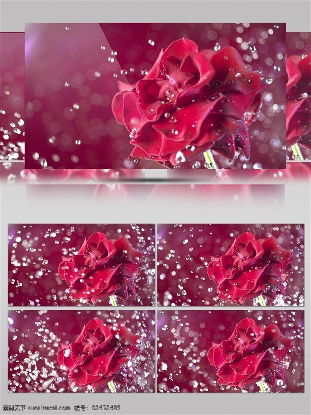 水滴 击打 盛开 红色 花朵 水珠 植物 唯美 梦幻 花瓣 红色鲜花 晶莹剔透 鲜艳