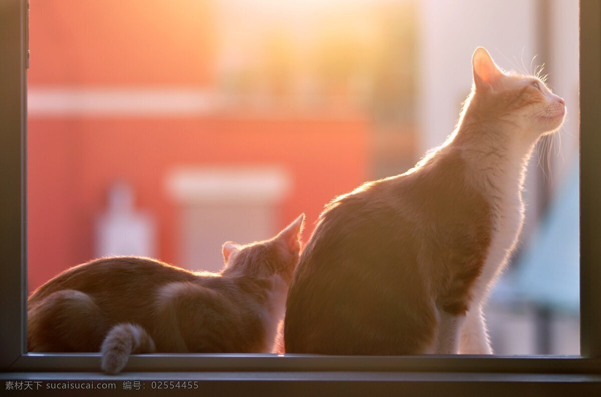 阳光 照射 下 窗台 上 猫咪 猫 家禽家畜 生物世界