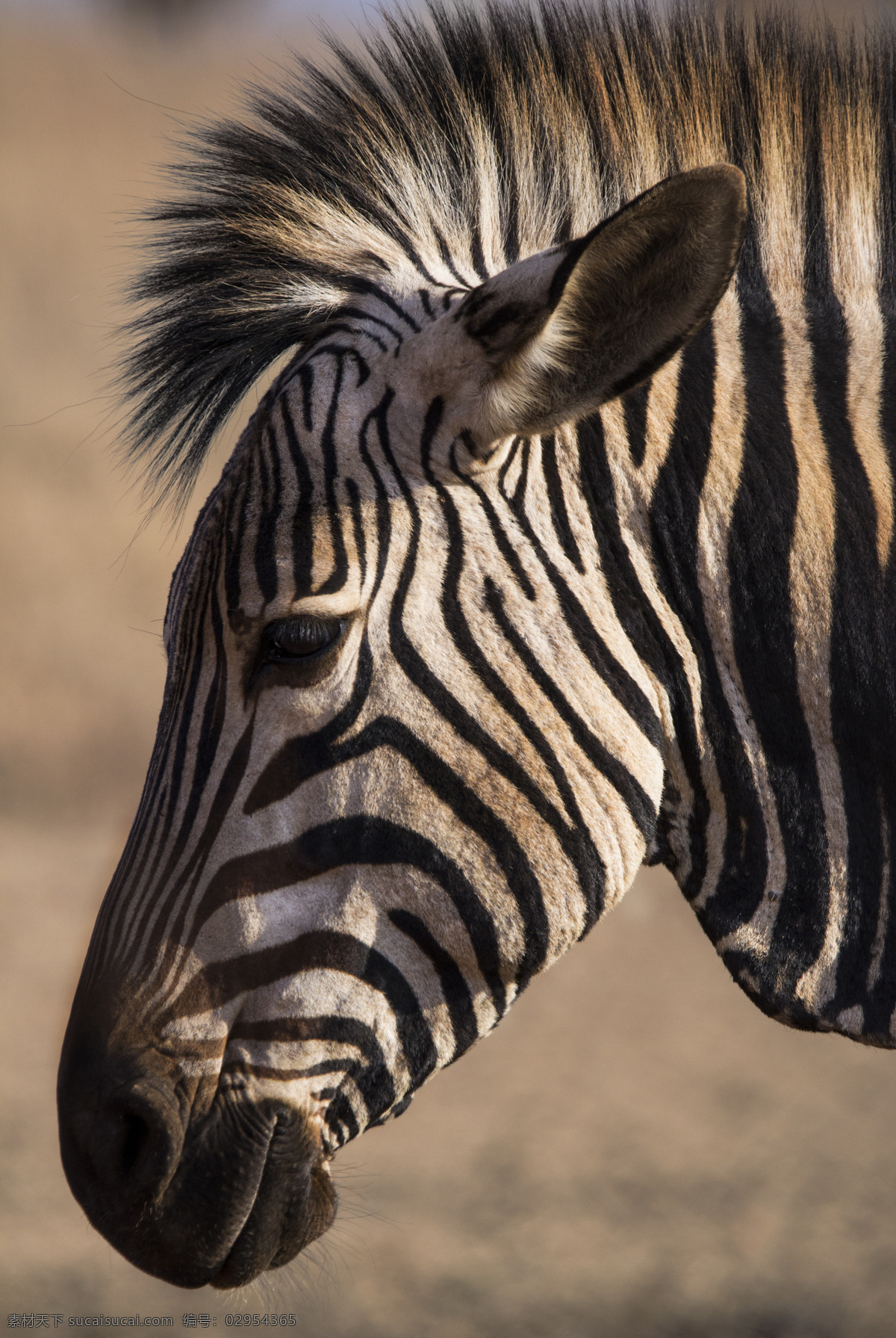 非洲 野生动物 野生动物园 动物园 非洲动物 非洲野生动物 非洲斑马 非洲草原 非洲大草原 哺乳动物 非洲草原动物 斑马纹 马 动物 生物世界