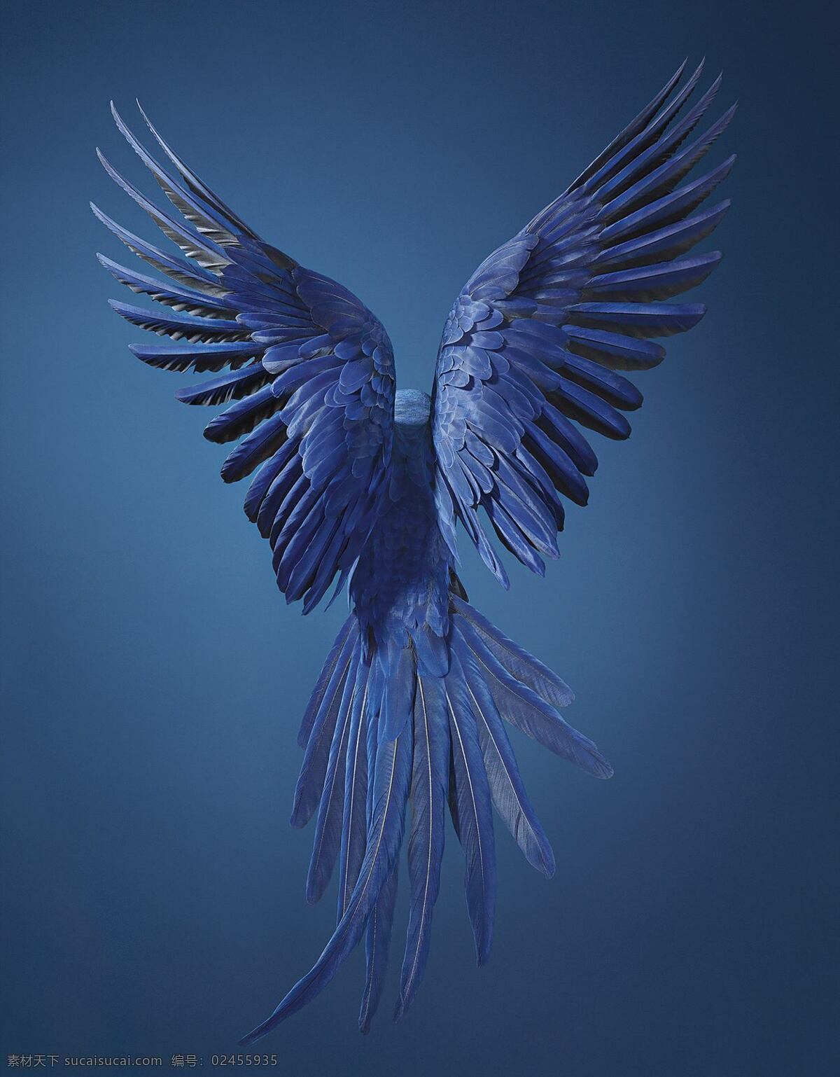 蓝色鹦鹉 蓝色 鹦鹉 翅膀 背面 飞翔 羽毛 尾巴 生物世界 鸟类