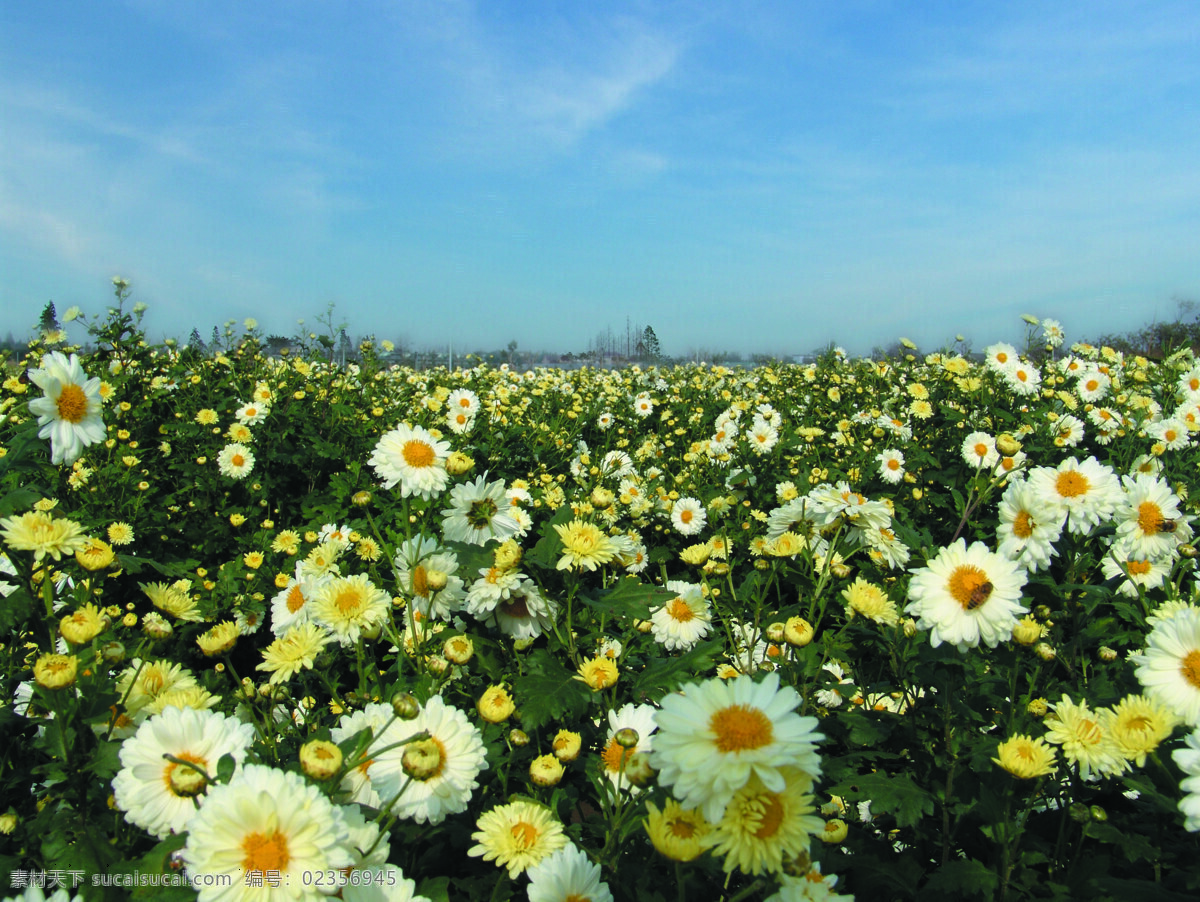 田园菊海 蓝天 杭白菊 菊海 花朵 花丛 花草 生物世界