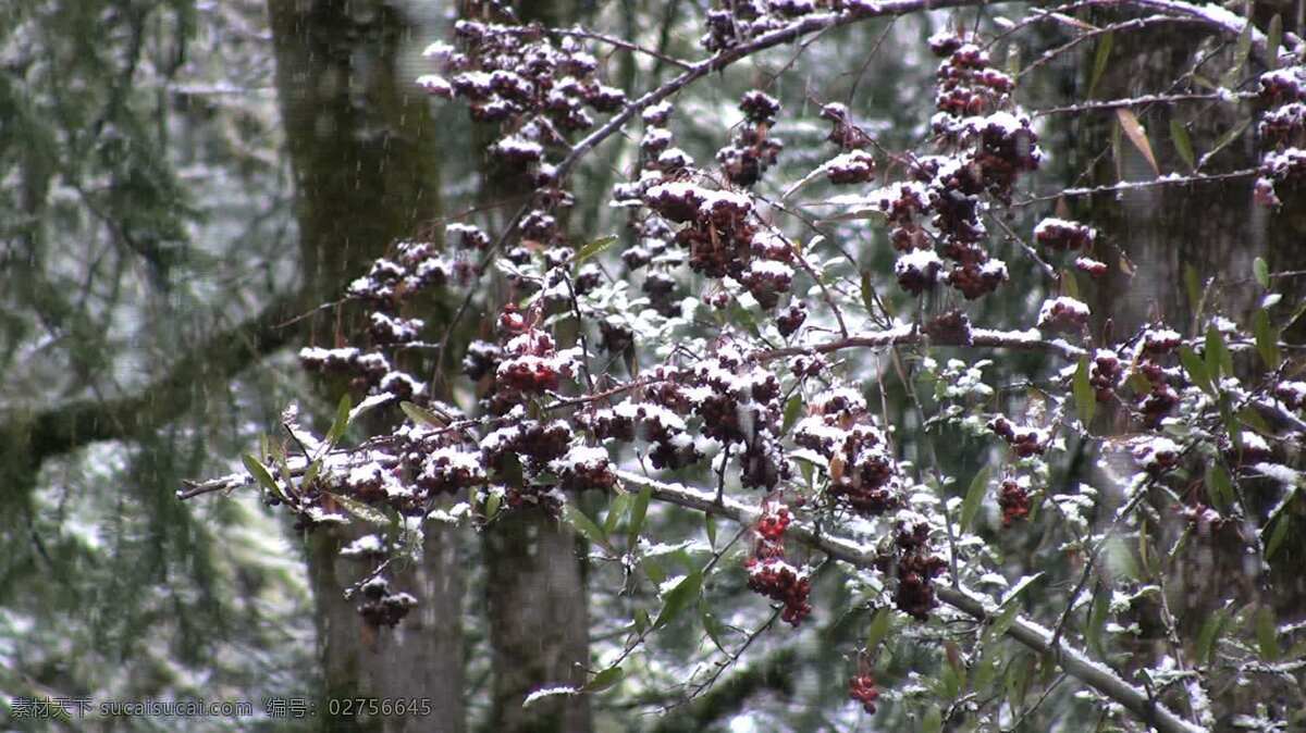 白雪 覆盖 支 股票 录像 落下 森林 树林 树木 雪 雪花 植物 自然 冬天的雪 俄勒冈 分支 视频 其他视频