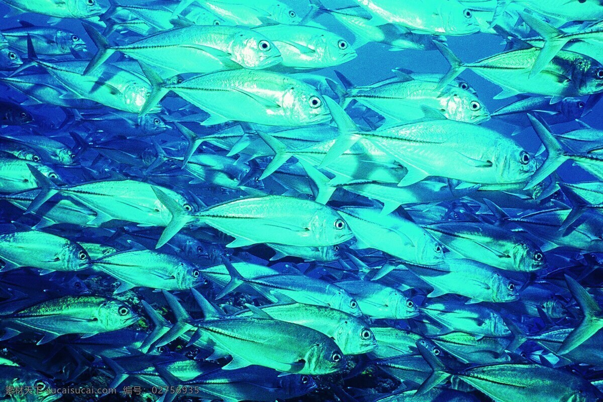 海底世界 鱼群 蓝色 海洋 清澈的海水 壮观 鱼类 生物世界