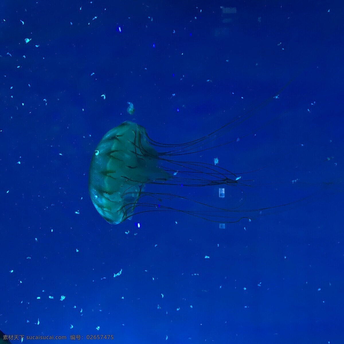 水母 水 鱼 海 深 自然 海洋 潜水藻类 插图 热带 野生动物 生物 生命 水下 夏天 背景 游泳 紫色 海洋世界 水族馆 动物 生物世界 海洋生物 摄影图