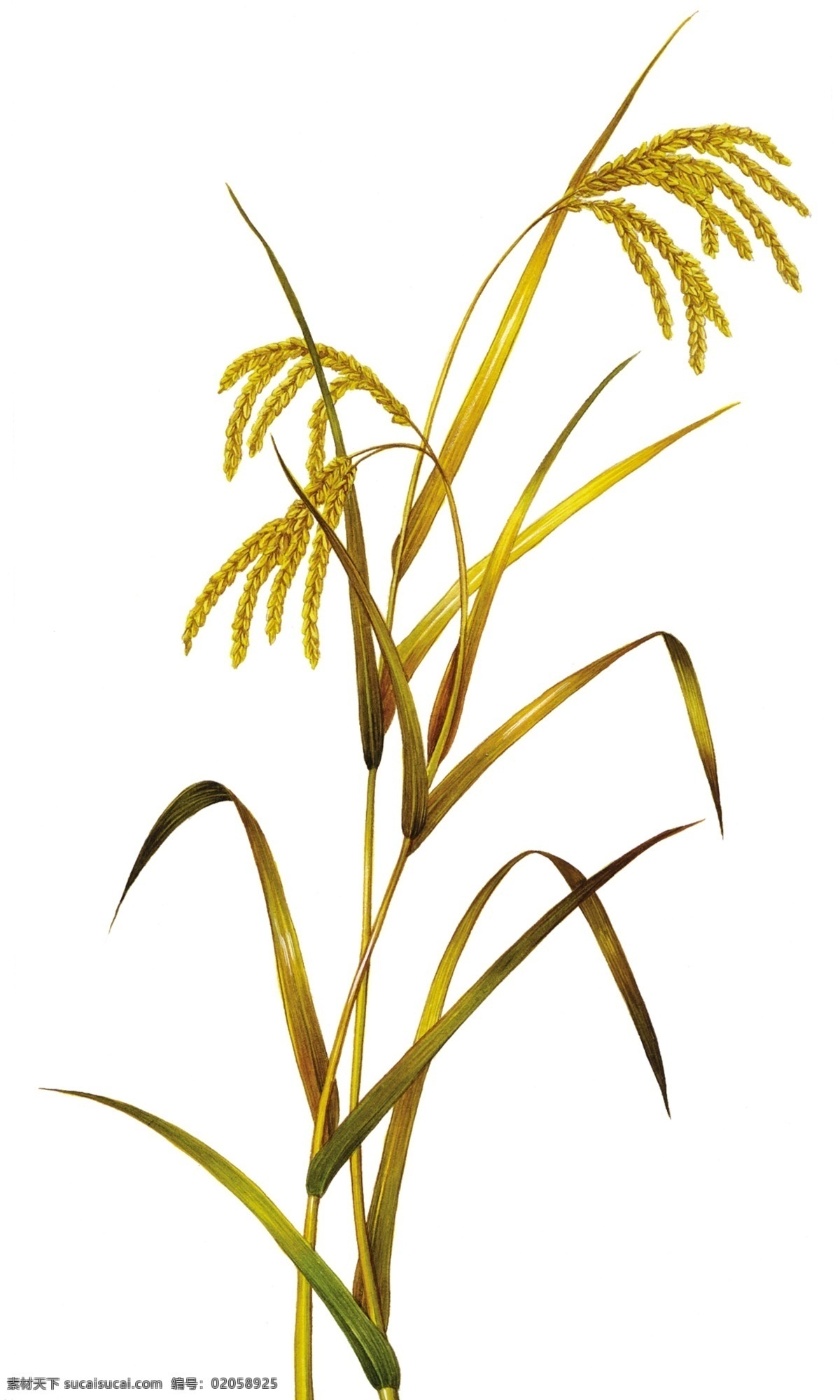 农作物水稻 丰收 水稻 成熟的水稻 黄色 金黄 黄灿灿 广告素材