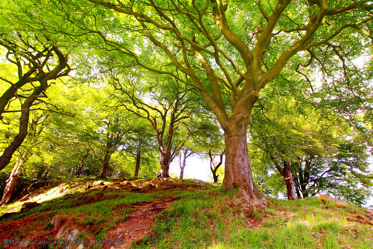 园林 自然景观 自然 绿色 树木 环保 树林 清新 园林景观 森林 风景 美景 自然美景 高清图片 环境家居