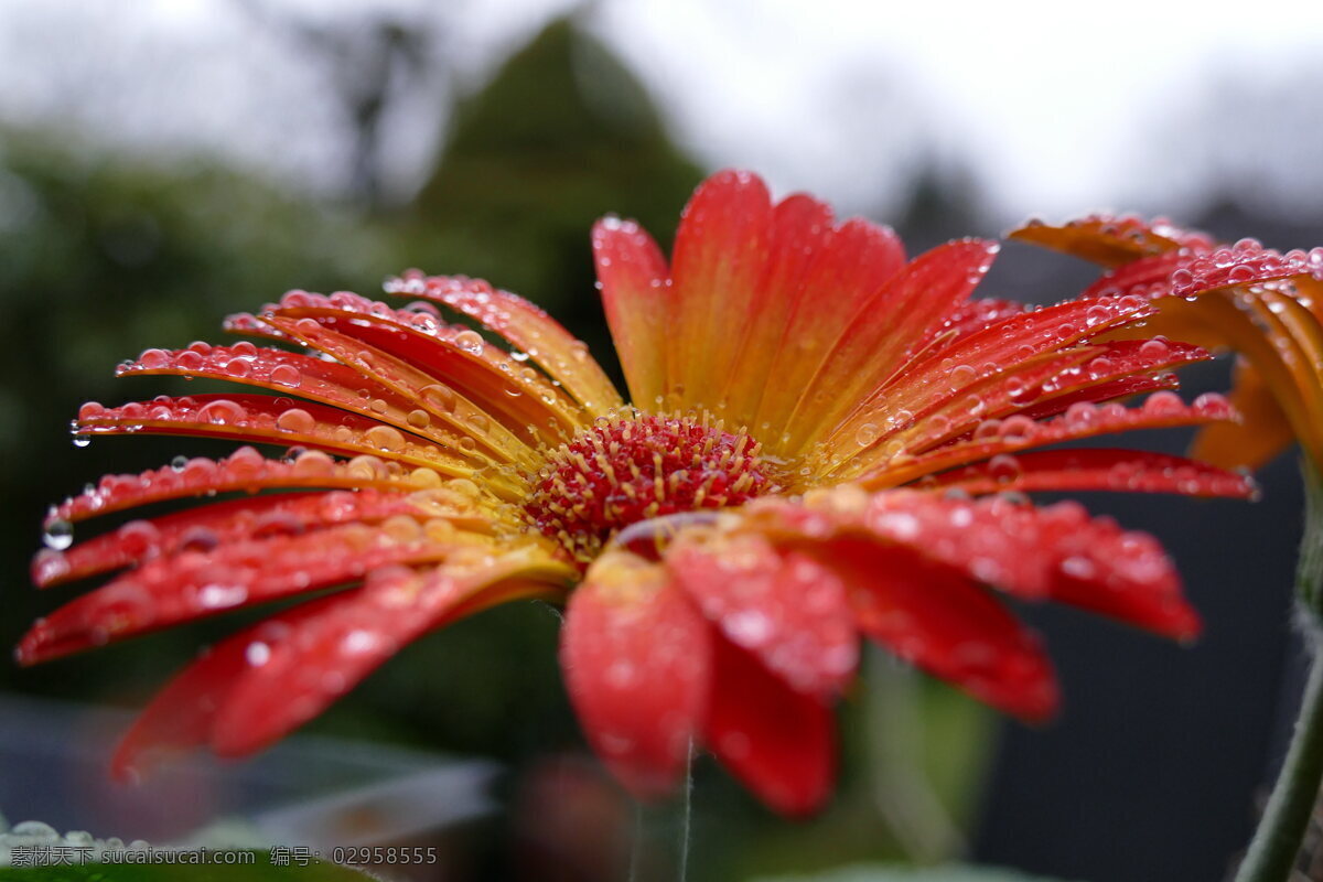 唯美 非洲菊 高清 菊花 橘红色 花卉 花朵