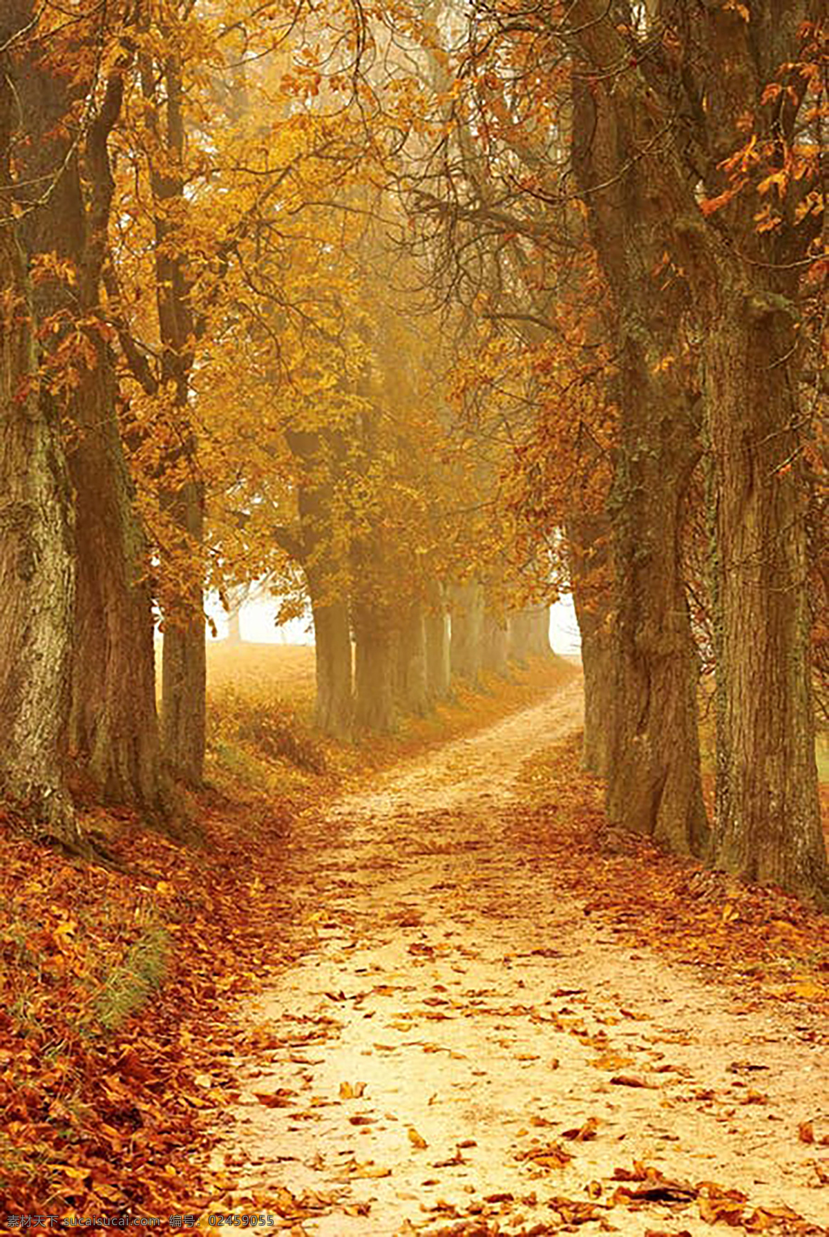 树木 旅游 拍照 背景 路 大自然 落叶 季节 自然景观 自然风景
