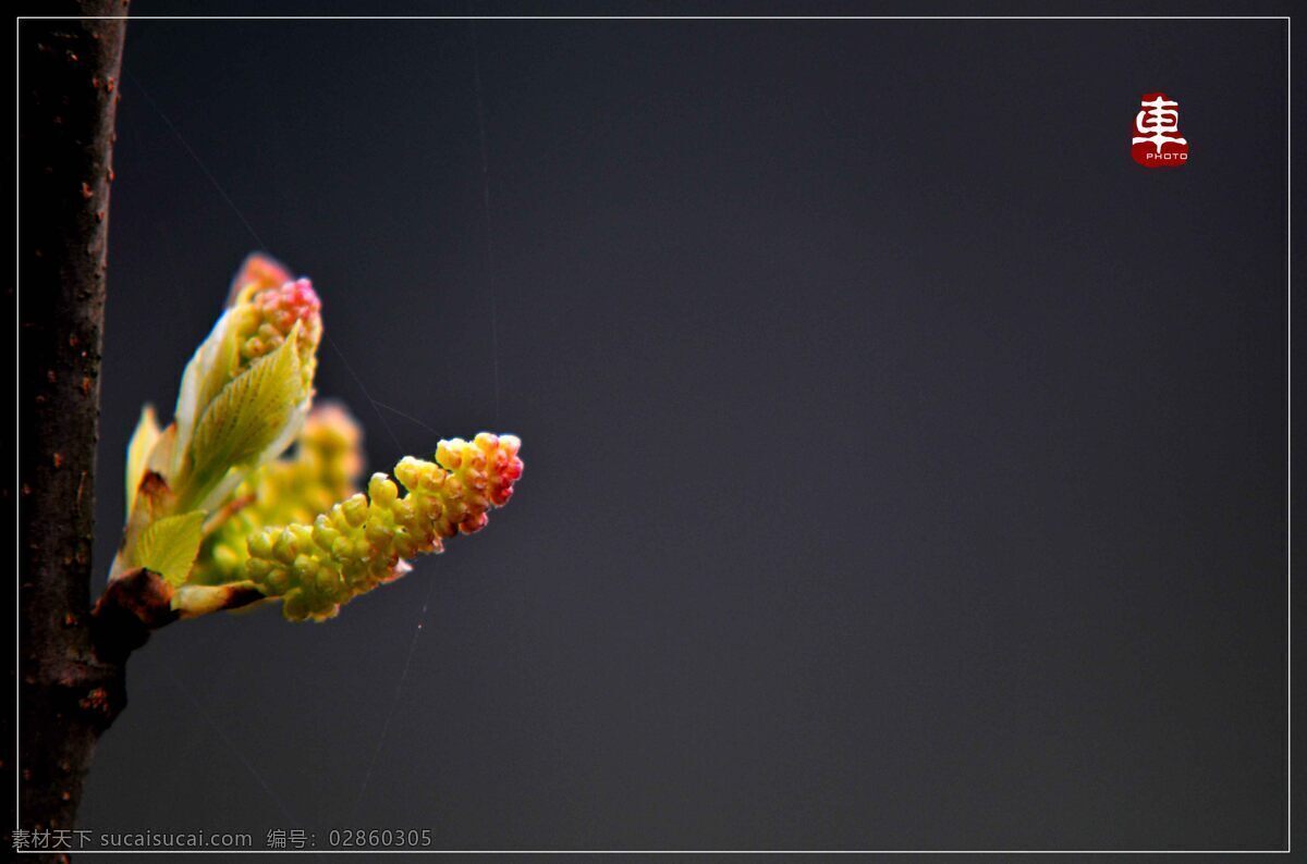 嫩芽 春天 生物世界 树木树叶 桑树 桑芽 psd源文件