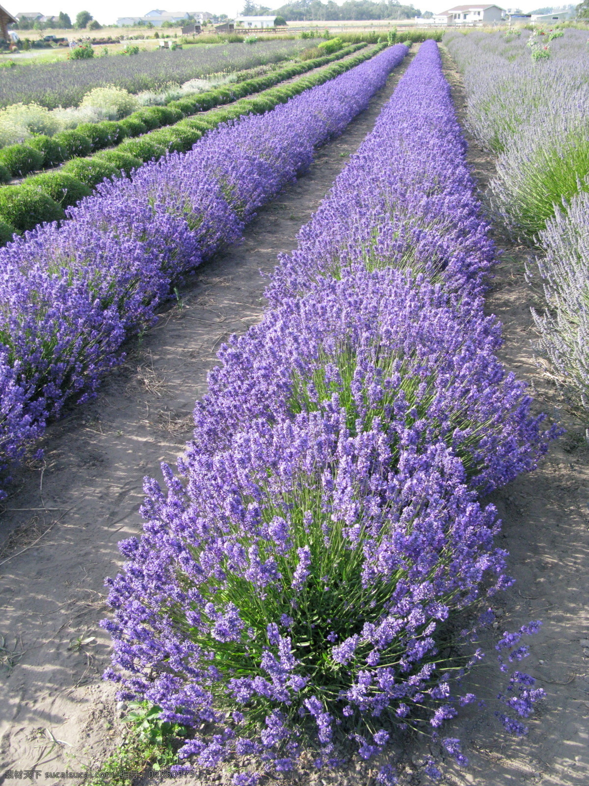 薰衣草摄影 花草 花卉 薰衣草 自然风景 花园 自然景观 黑色