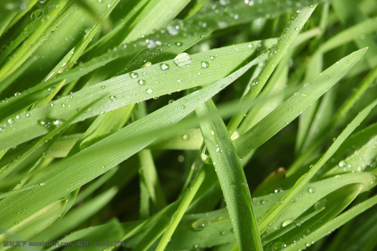 草 花草 环保 露水 绿草 绿色 绿叶 绿叶底纹 水珠 水滴 青草 植物 植被 生态 花草主题 生物世界 花草高清图片 psd源文件