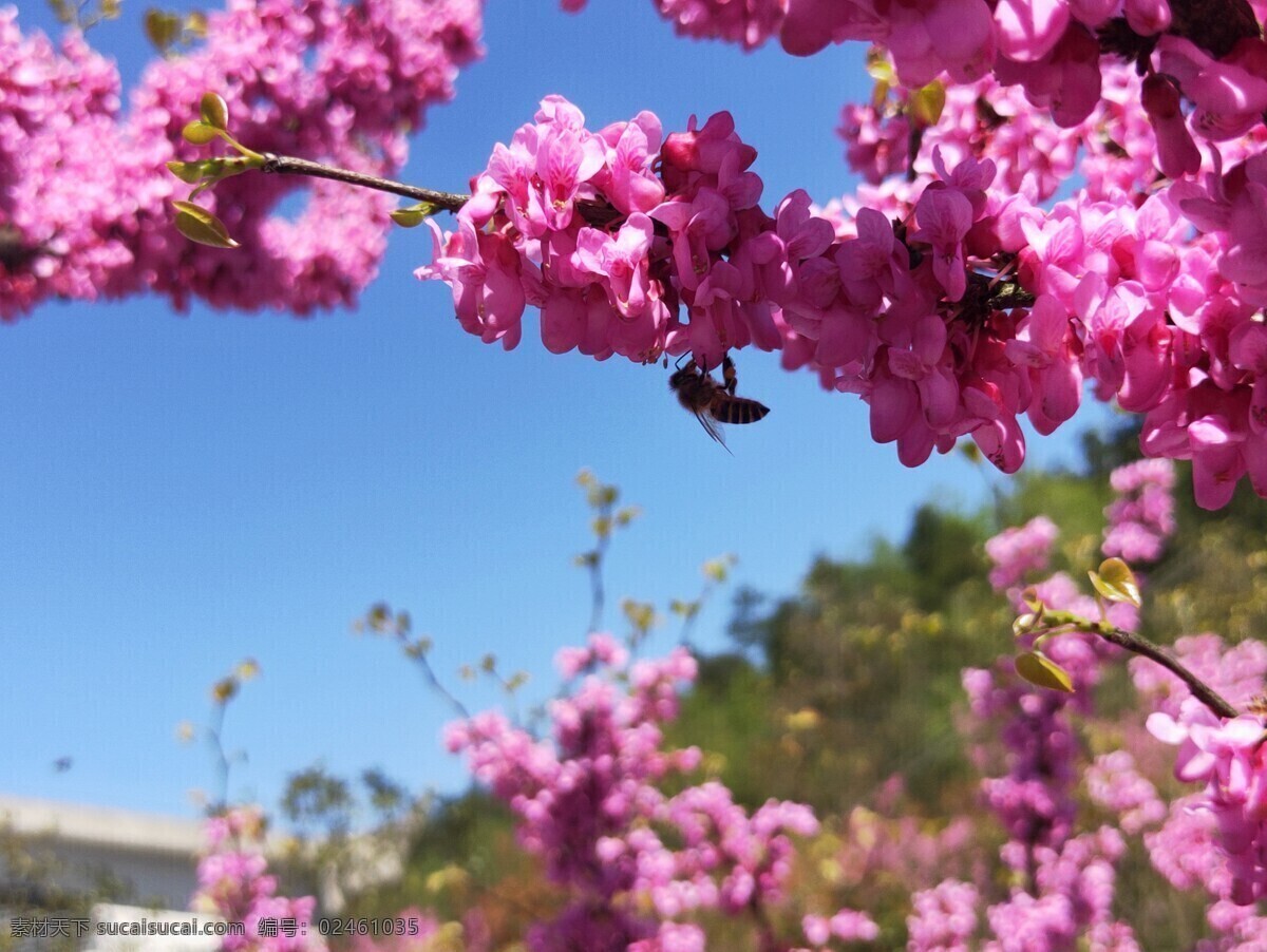 蜜蜂采花开 早春 暮春 春天春暖花开 蜜蜂采蜜 紫金花 生物世界 野生动物