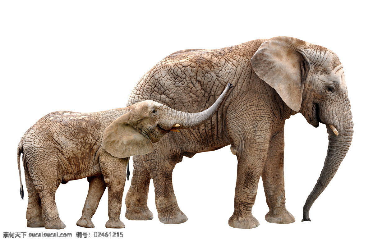 小象 大象 象 野生动物 动物世界 陆地动物 生物世界