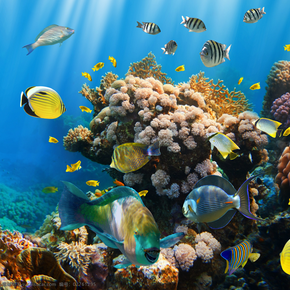 海底世界 海鱼 海洋世界 海洋生物 深海鱼 观赏鱼 热带鱼 珊瑚 生物世界