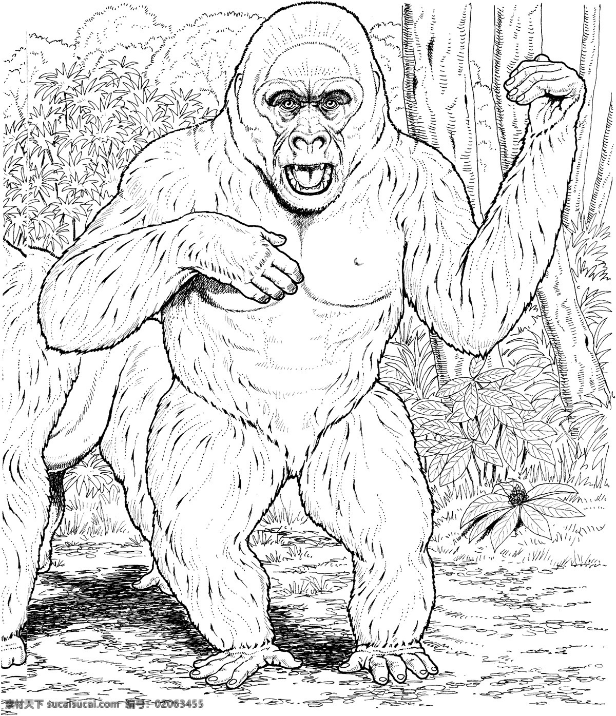 primates 灵长类 猩猩 猿猴 狒狒 动物素描 动物手绘画 设计素材 动物专辑 素描速写 书画美术 白色