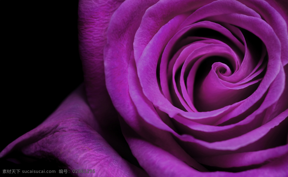 紫色 玫瑰花 高清 花朵 花卉 花 花草