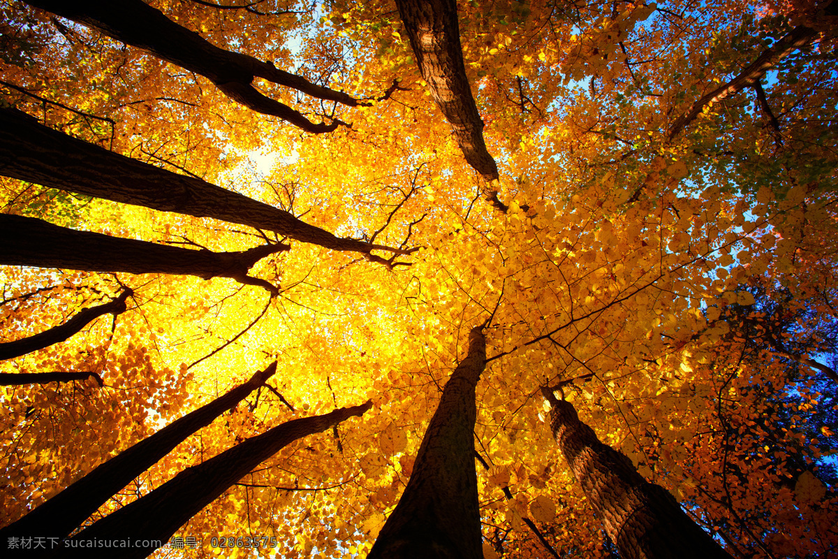 美丽 秋天 树林 风景 秋天树林风景 风景摄影 美丽风景 景色 自然美景 树木风景 自然风景 自然景观 黑色