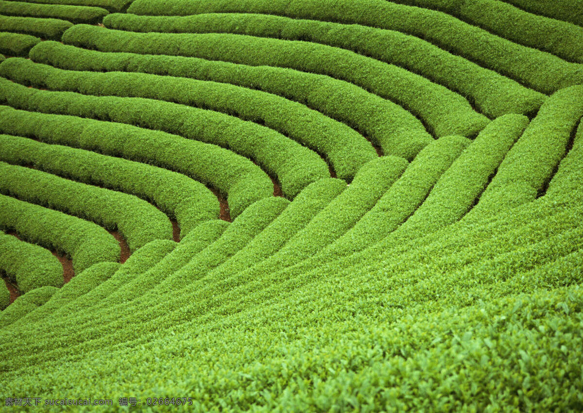 茶场免费下载 茶叶 茶园 茶场 风景 生活 旅游餐饮