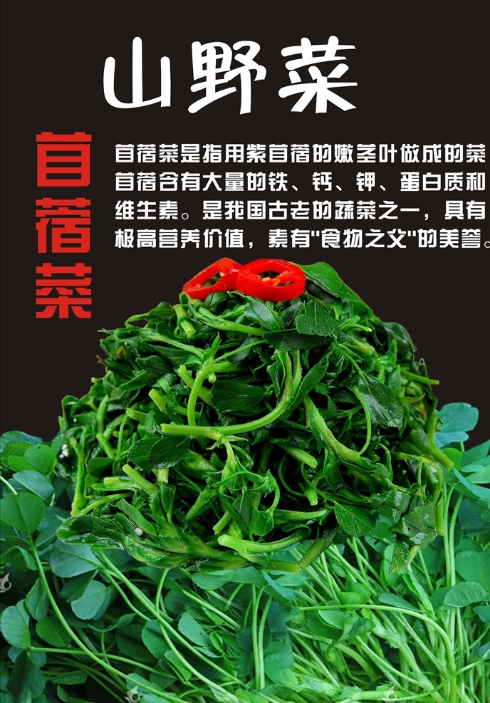 苜蓿菜 山野菜 菜 苜蓿 绿菜 分层