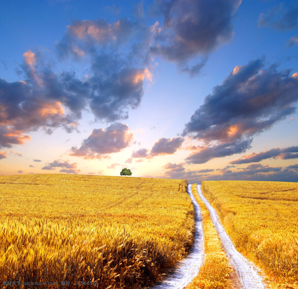 金黄的麦田 秋天 秋季 天空 蓝天 白云 太阳 阳光 小麦 麦穗 麦子 丰收 美丽景色 乡村风景 野外风景 自然风景 生态环境 自然景观