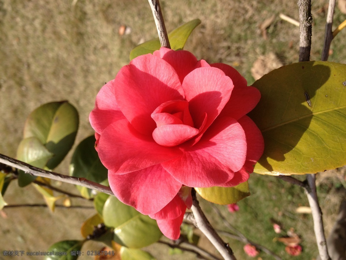 油 茶花 春天 红色 花草 绿色 生物世界 小草 樱花 油茶花 psd源文件
