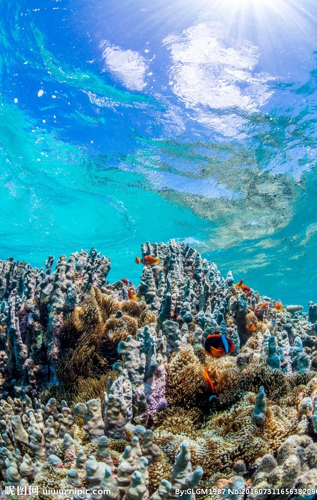 海底珊瑚礁 珊瑚礁群 珊瑚礁 珊瑚礁特写 珊瑚礁写真 珊瑚礁摄影 观赏鱼 珊瑚 大海 海洋 清澈 海水 阳光 蓝色 热带鱼 鱼群 热带 海洋生物 生物世界