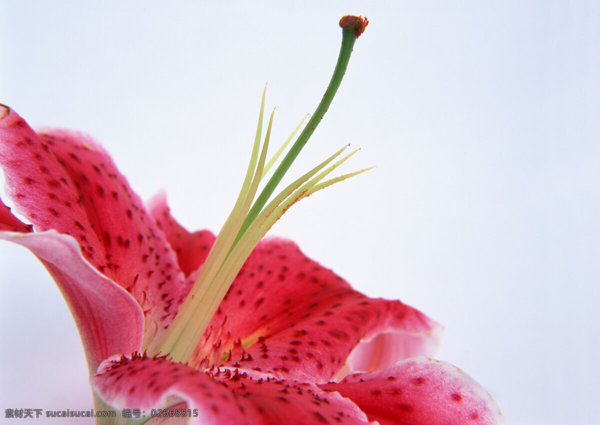 花朵特写