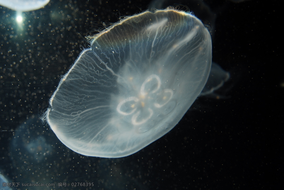 青岛 海底 世界 水母 青岛海底世界 国家地理 生物世界