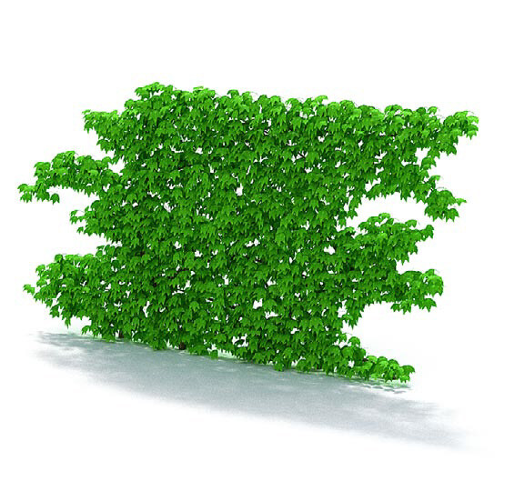 精美 常春藤 植物 3d 模型 绿色 3d模型 3d渲染 模型素材