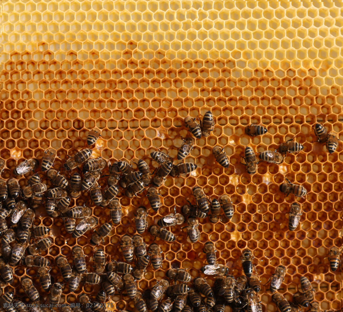 蜂窝 里 蜂蜜 蜜蜂 昆虫 蜂巢 蜜蜂摄影 昆虫世界 生物世界