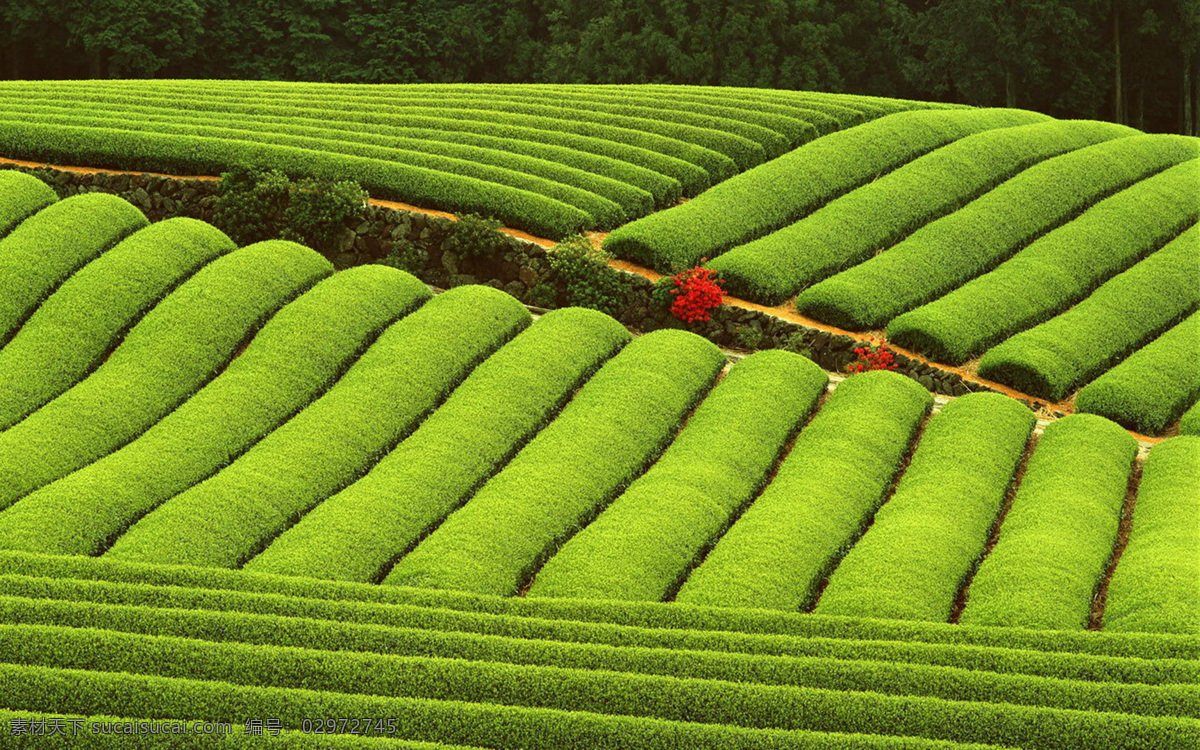 绿色 茶园 背景图片 茶山 茶树 茶文化 茶叶背景 绿色背景 风景 生活 旅游餐饮