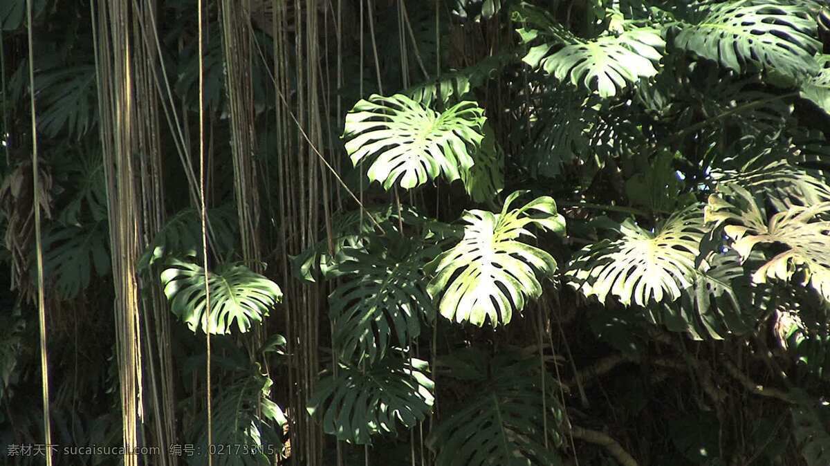 夏威夷 切 叶 喜林 芋 龟背 竹 股票 视频 大 花卉 绿色 热带雨林 植物 自然 异国 风情 热带 切断 phildendron 龟背竹