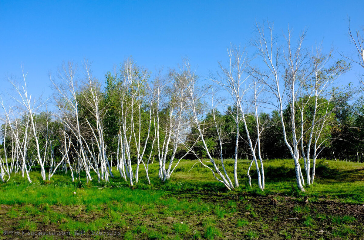 白桦树 内蒙 乌珠穆沁 草原 风光 自然风景 自然景观