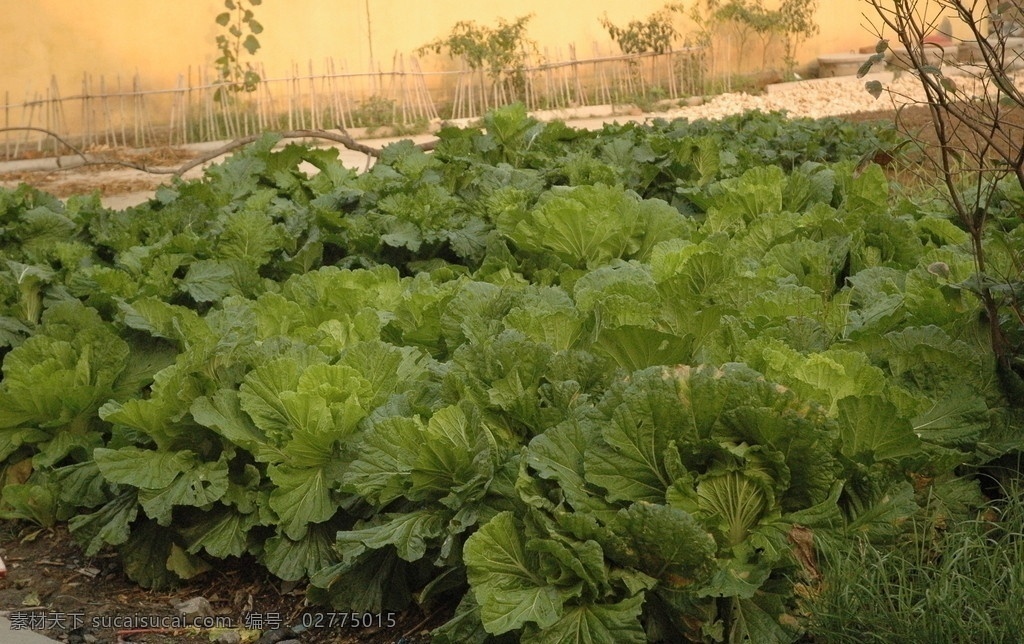 农家菜园 农家 菜园 新农村 蔬菜 生物世界