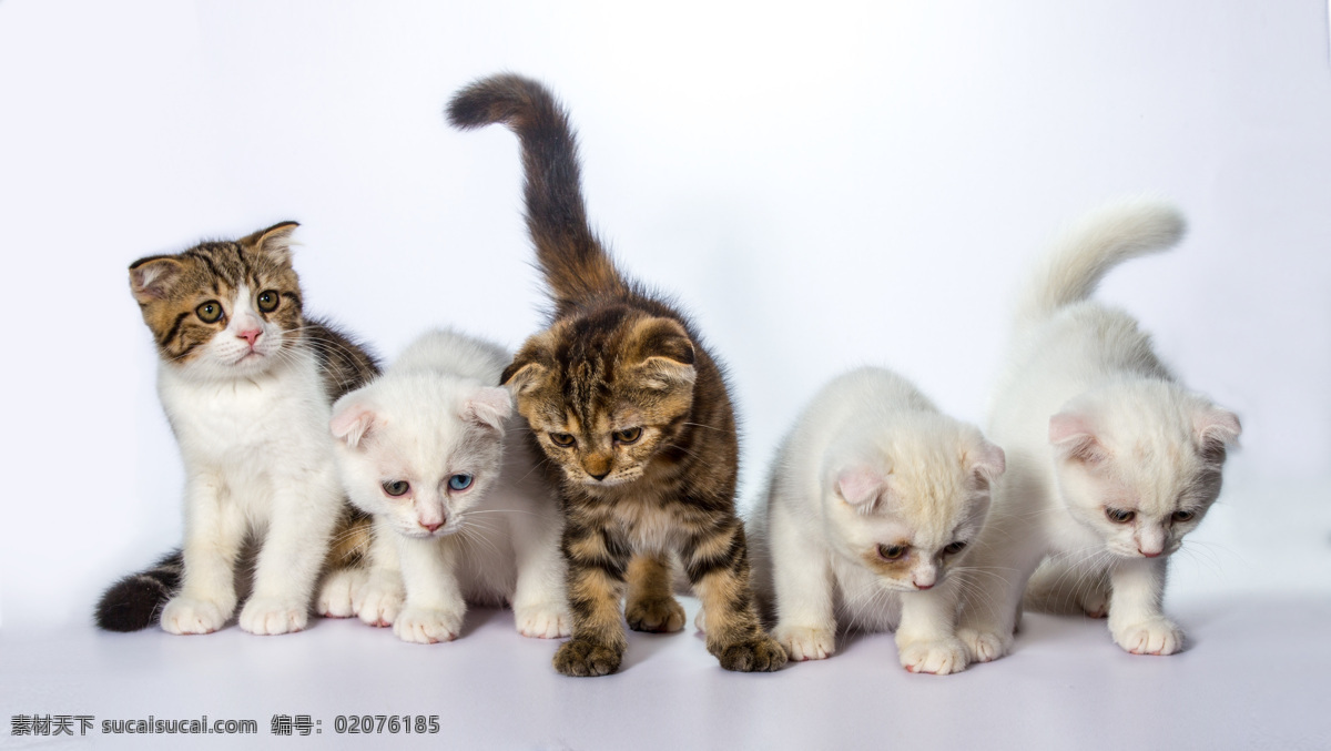 可爱 小猫 趴着 动物 宠物 猫 陆地动物 生物世界 猫咪图片