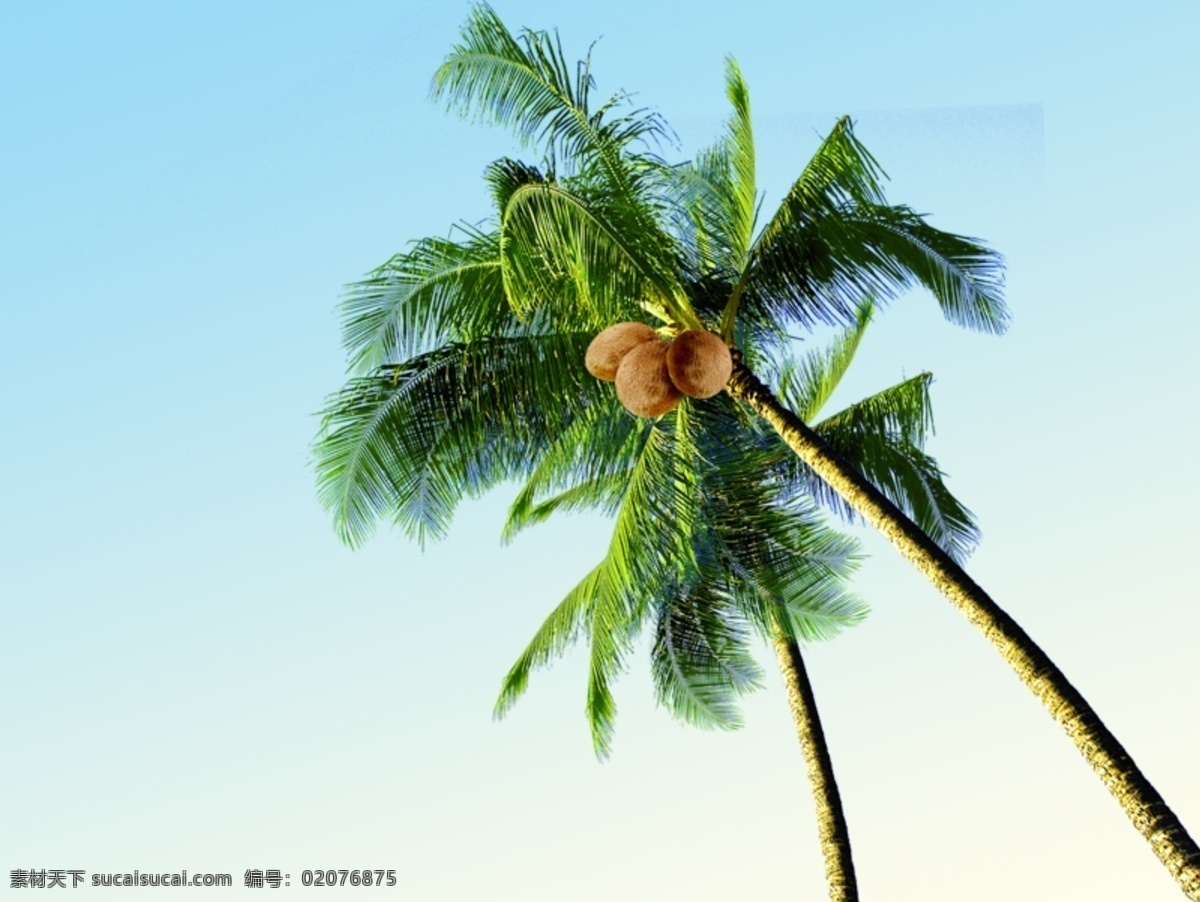 树 植物 椰子树素材