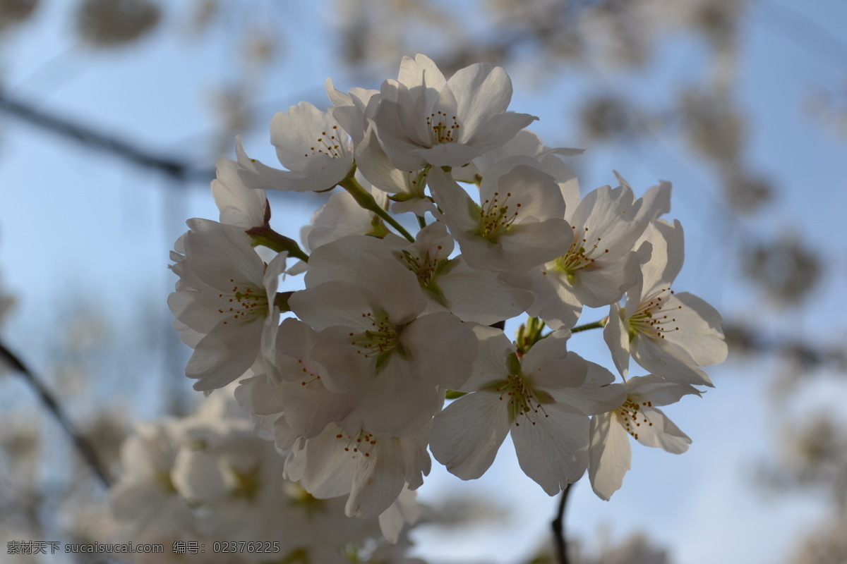 白色樱花特写 唯美 公园 春天 白色 樱花 特写 风景 自然 花草 生物世界
