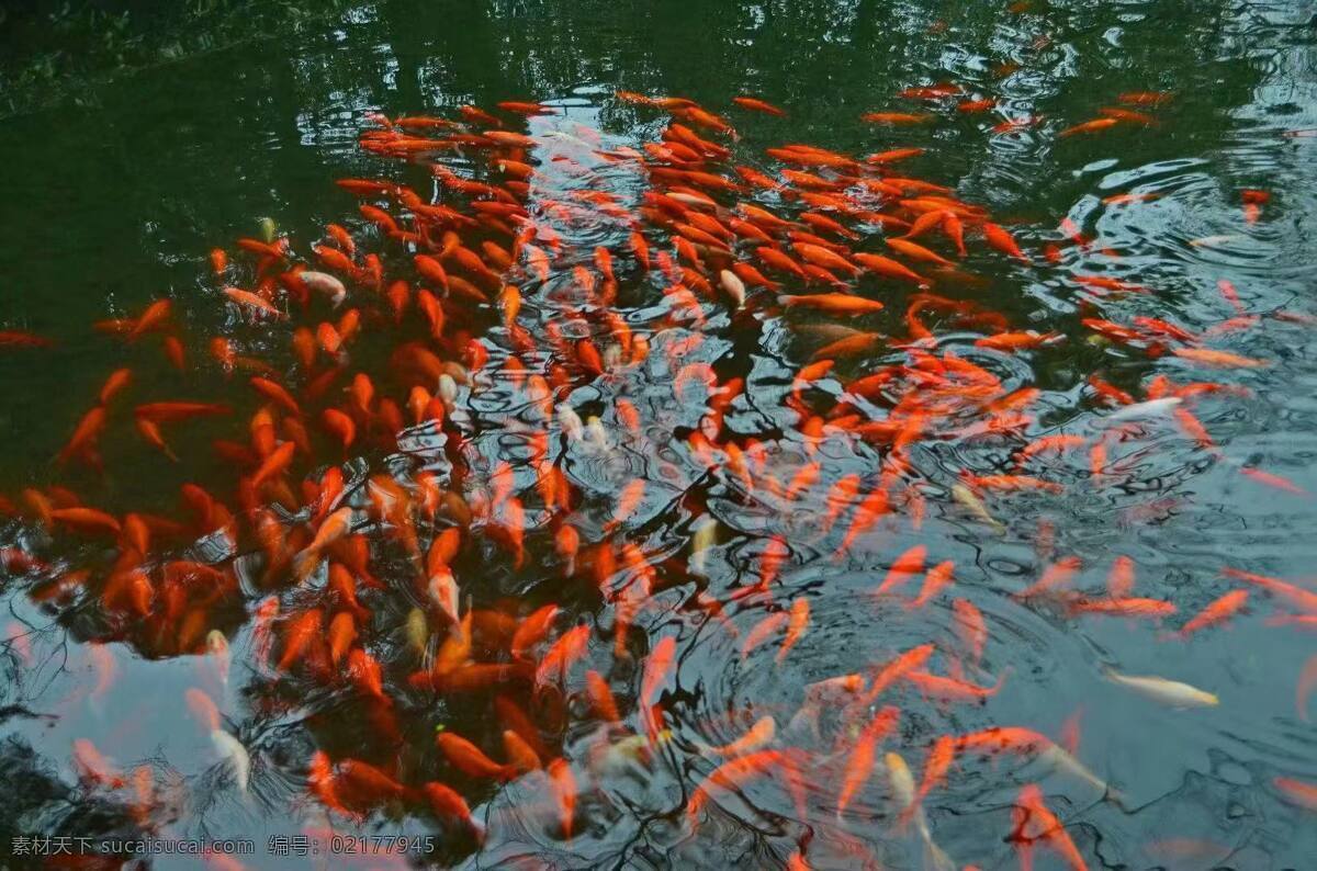 金鱼 观赏鱼 风水鱼 鲜鱼 鱼 生物世界 鱼类