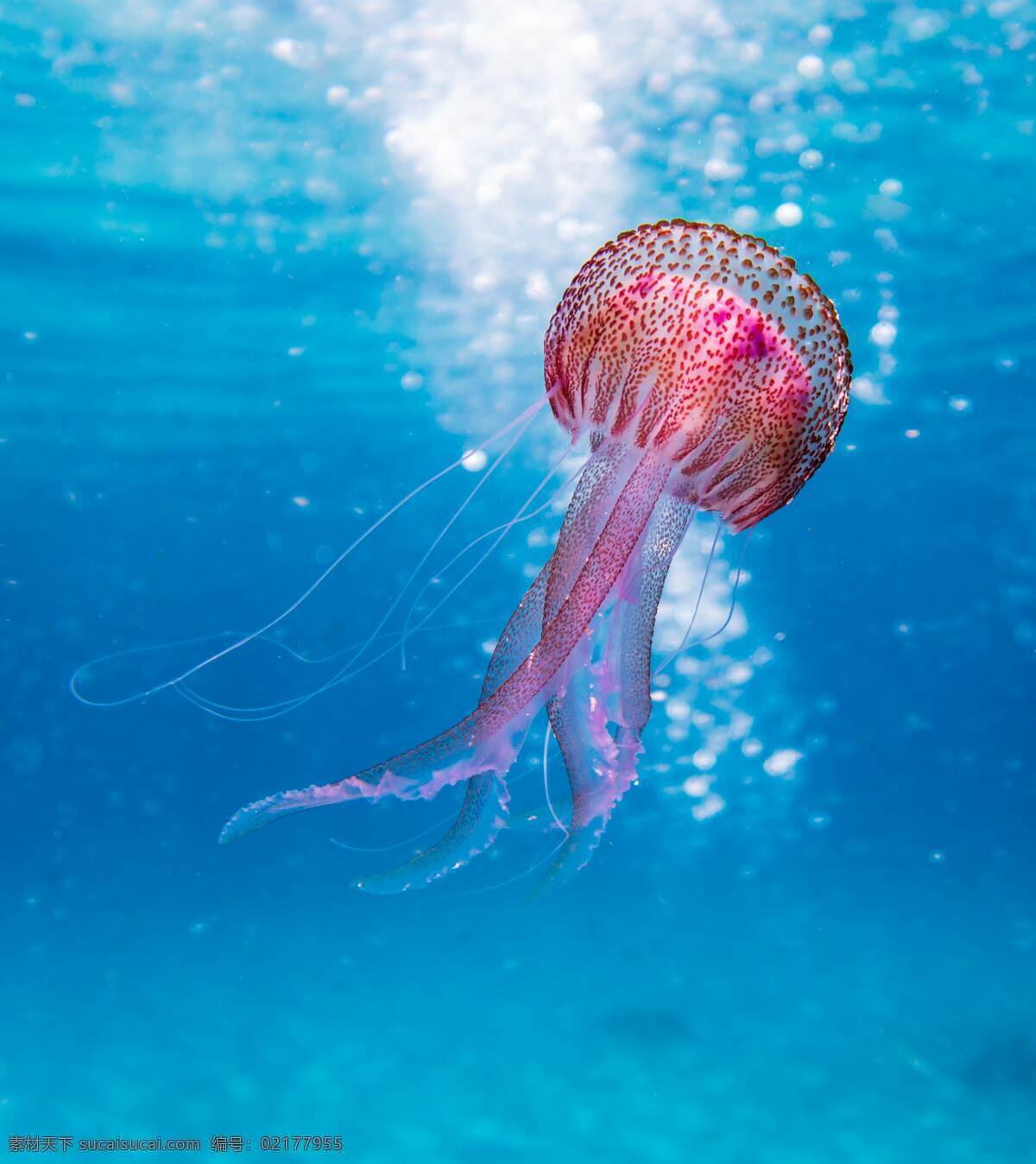 水母 海水 海底生物 海洋 水中浮游生物 生物世界 海洋生物