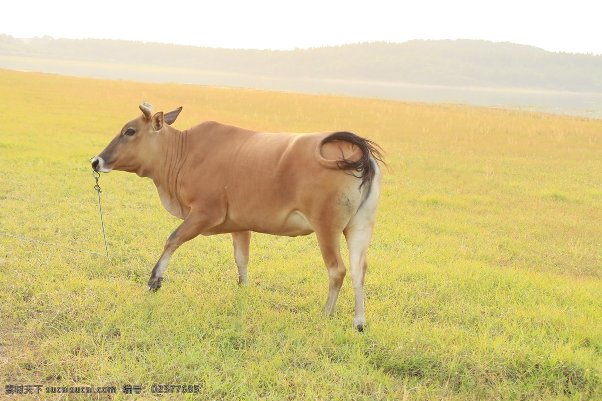 草原 上 吃 草 牛 黄牛 小牛 设计素材原创 生物世界 家禽家畜