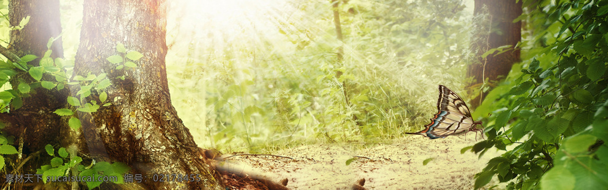 清新 绿色 森林 背景 banner 蝴蝶 景色 绿色森林