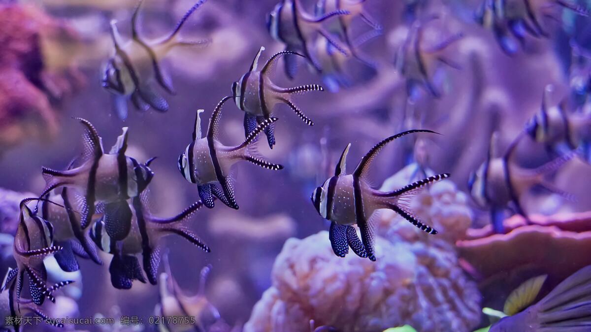 海底世界 鱼摄影 鱼 珊瑚 海龟 热带鱼 咸水鱼 海洋生物 海洋景观 鲸鱼 鲨鱼 乌龟 鲤鱼 钓鱼 金鱼 锦鲤 大海 海鱼 海洋馆 海洋世界 海洋 海底总动员 海豚 海底背景 海洋背景 水族馆 水族世界 深海鱼宫 水下世界 海底鱼 海底生物 鱿鱼 鱼群 虾 水母 海马 河鱼 观赏鱼 生物世界