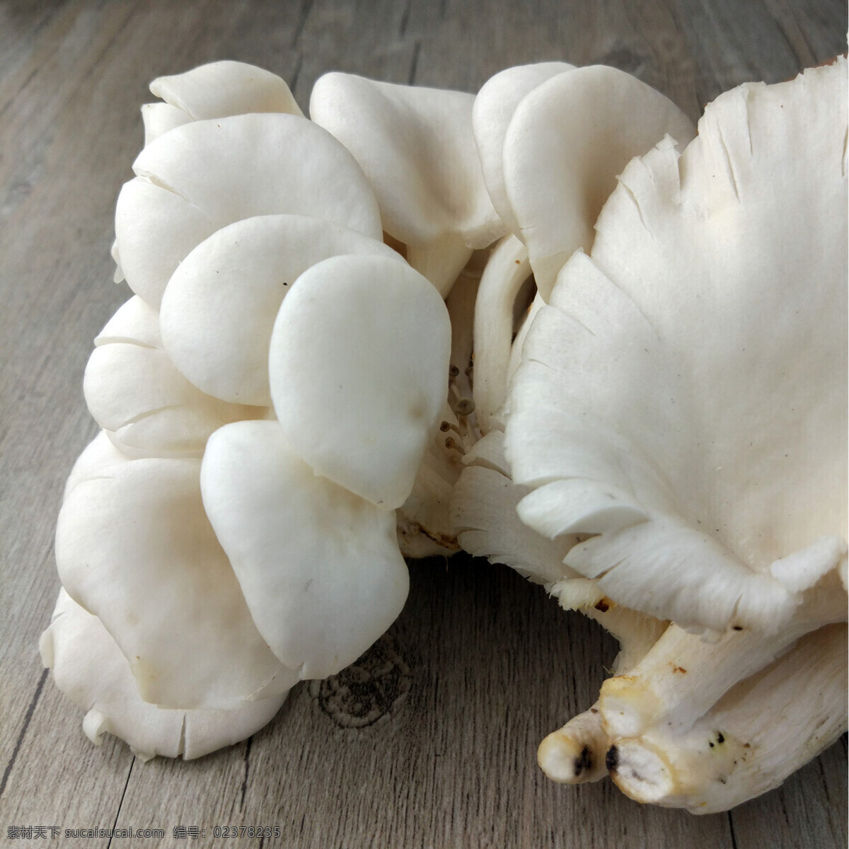 平菇 鲜平菇 蘑菇 菇 白菇 生物世界 蔬菜