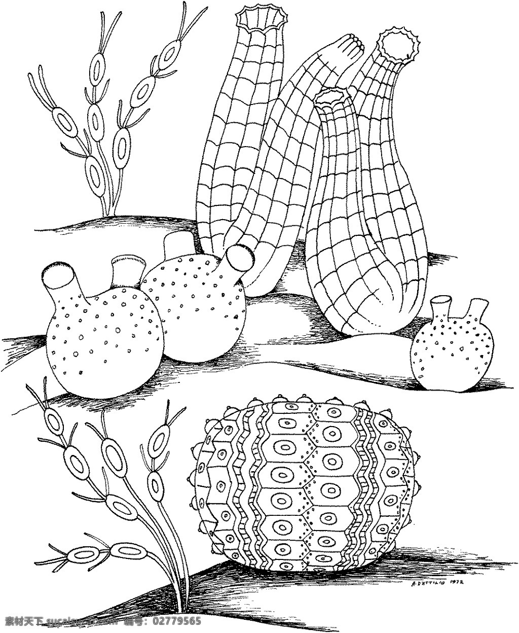 海洋生物 动物素材 海洋 动物 手绘 画 设计素材 动物专辑 素描速写 书画美术 白色