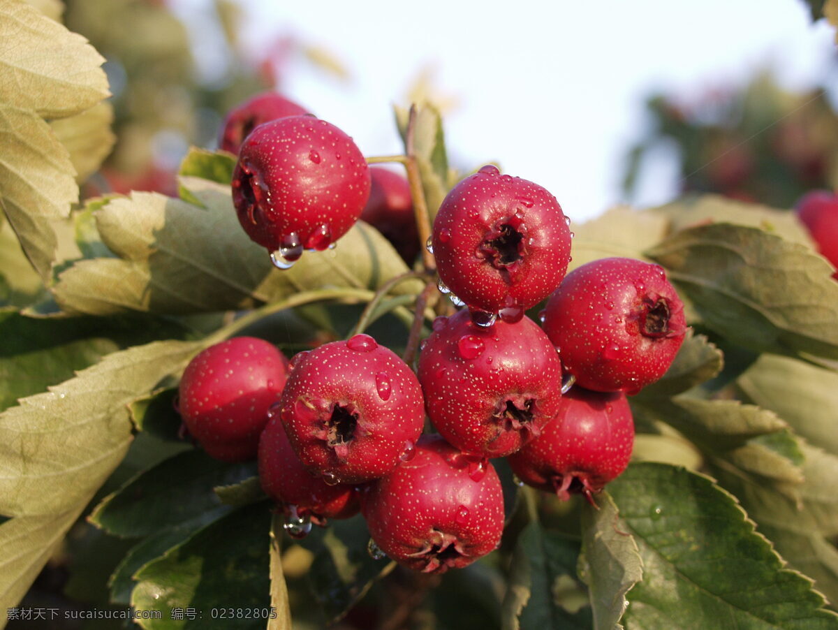 山楂 红果 果树 生物世界 水果 摄影图库