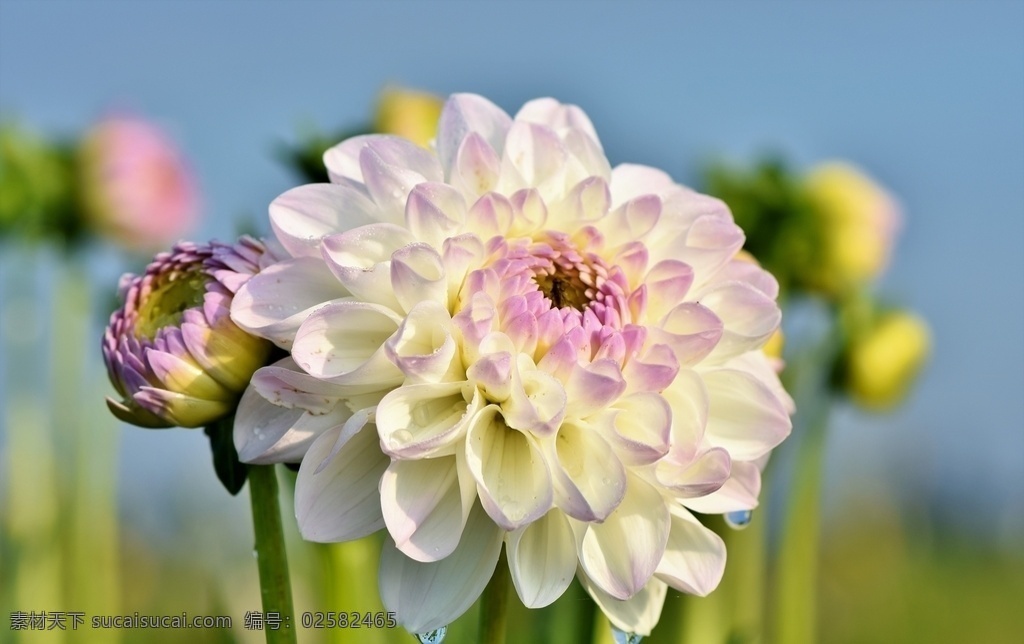 天竺牡丹图片 大丽 大理花 东洋菊 大丽菊 地瓜花 小清新 清新 唯美 花朵 花儿鲜花 花卉 野花 紫色花朵 红色花朵 黄色花朵 白色花朵 蓝色花朵 橙色花朵 高清 壁纸 背景 个性 美丽 自然 绿色 清新花卉 朦胧 朦胧花朵 大丽花 妖艳花朵 艳丽花朵 清新花朵 唯美花朵 园艺 花艺 插花 大丽花儿 生物世界 花草