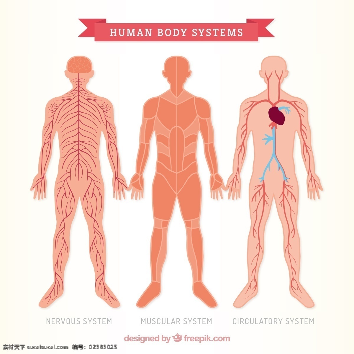 三 人体 sistems 心 脑 医 人 护理 系统 临床 保健 肌肉 神经 动脉 白色