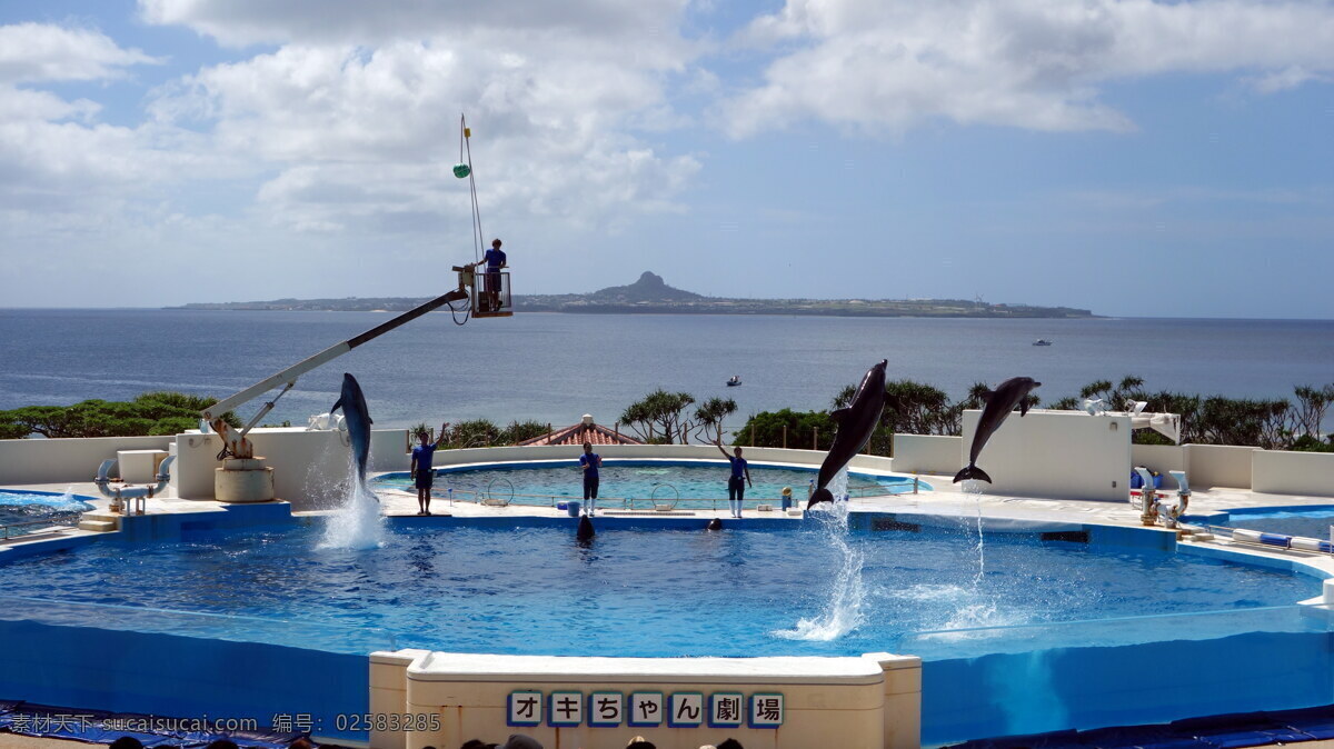 海豚表演 日本 冲绳 旅游 纪念品 特色 海豚 表演 旅游摄影 国外旅游