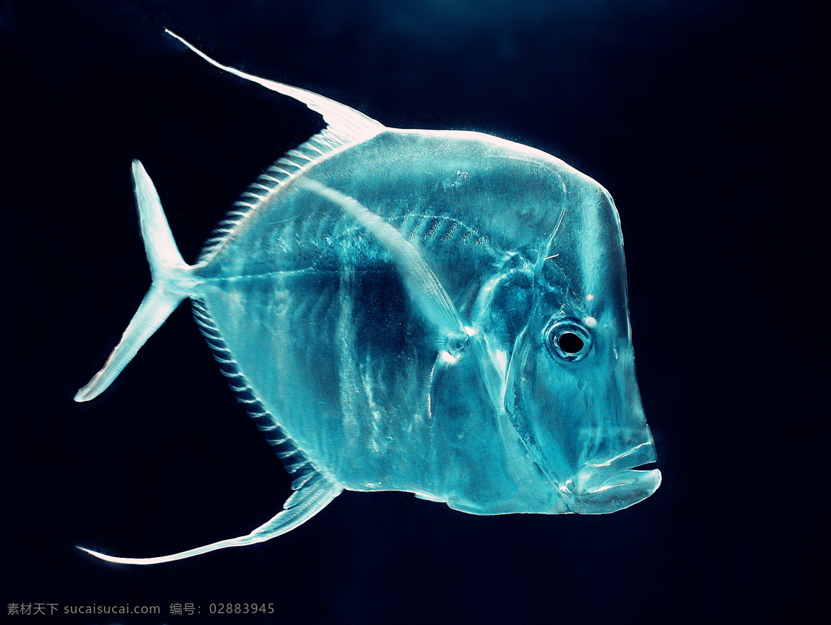 铁头刀 观赏鱼 热带鱼 海水 鱼 lookdown 生物世界 鱼类